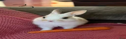 Netherland Dwarf rabbits for sale: 3 Netherland Dwarf Rabbits 🐰 - Advert 9