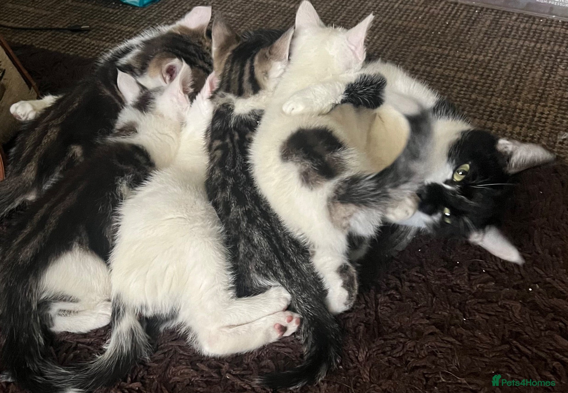 Mixed Breed cats 6 Lovely kittens for sale  - Advert 2