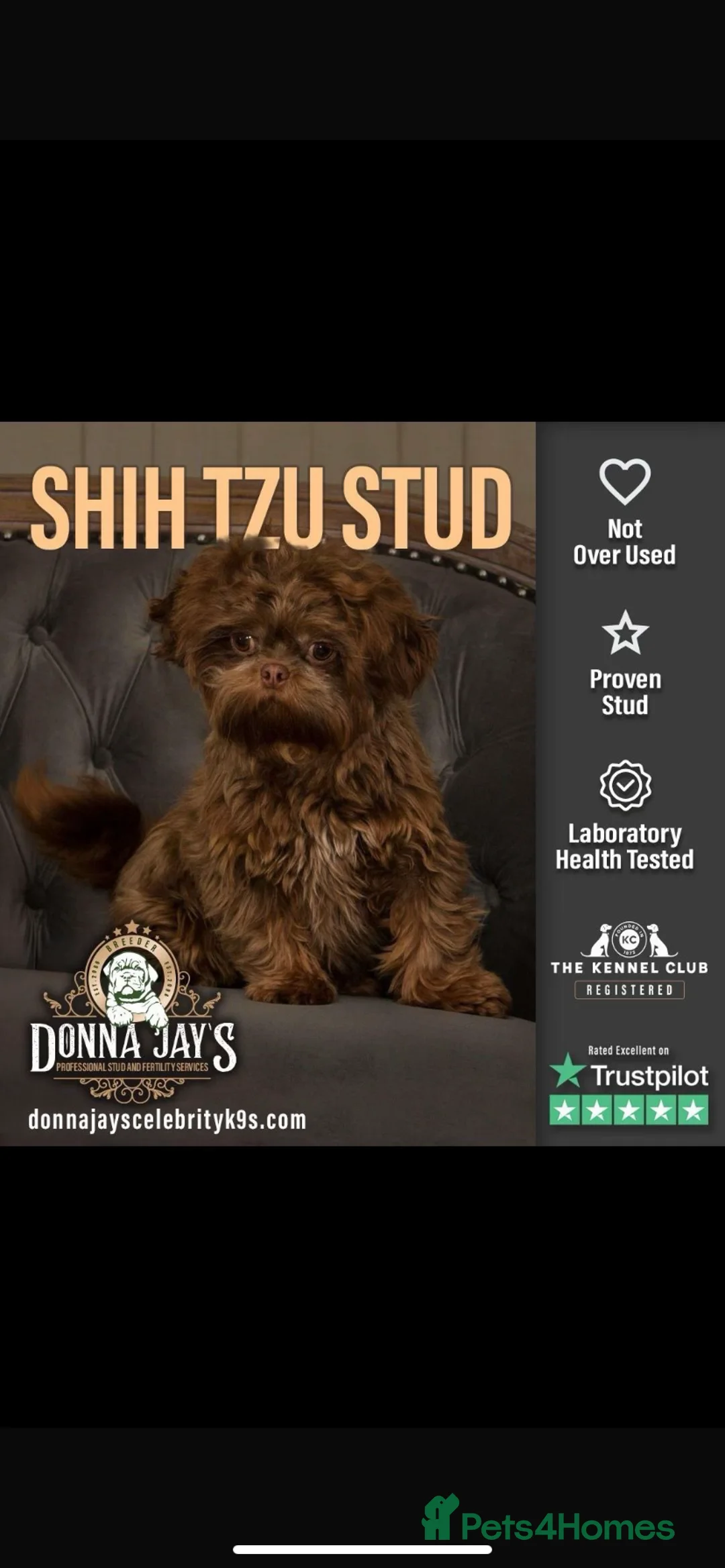 Shih Tzu dogs for sale: 💙3 shihtzu boys available now💙 - Advert 15