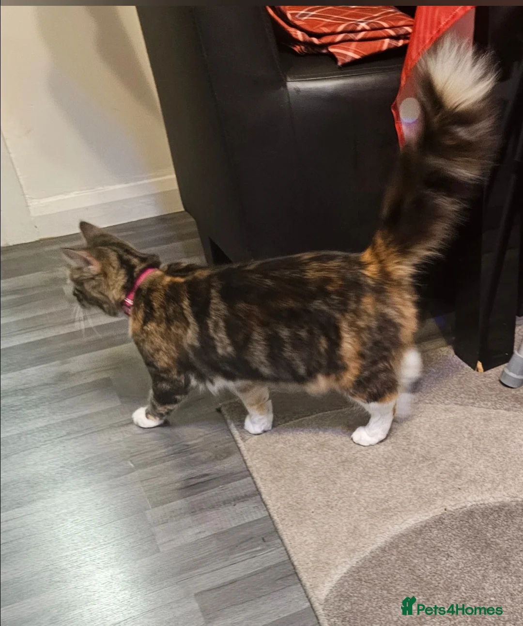 Mixed Breed cats for sale: Cute kittens in Leeds - Advert 2