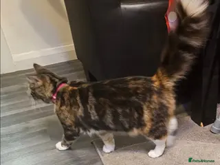 Mixed Breed cats Cute kittens - Advert 1