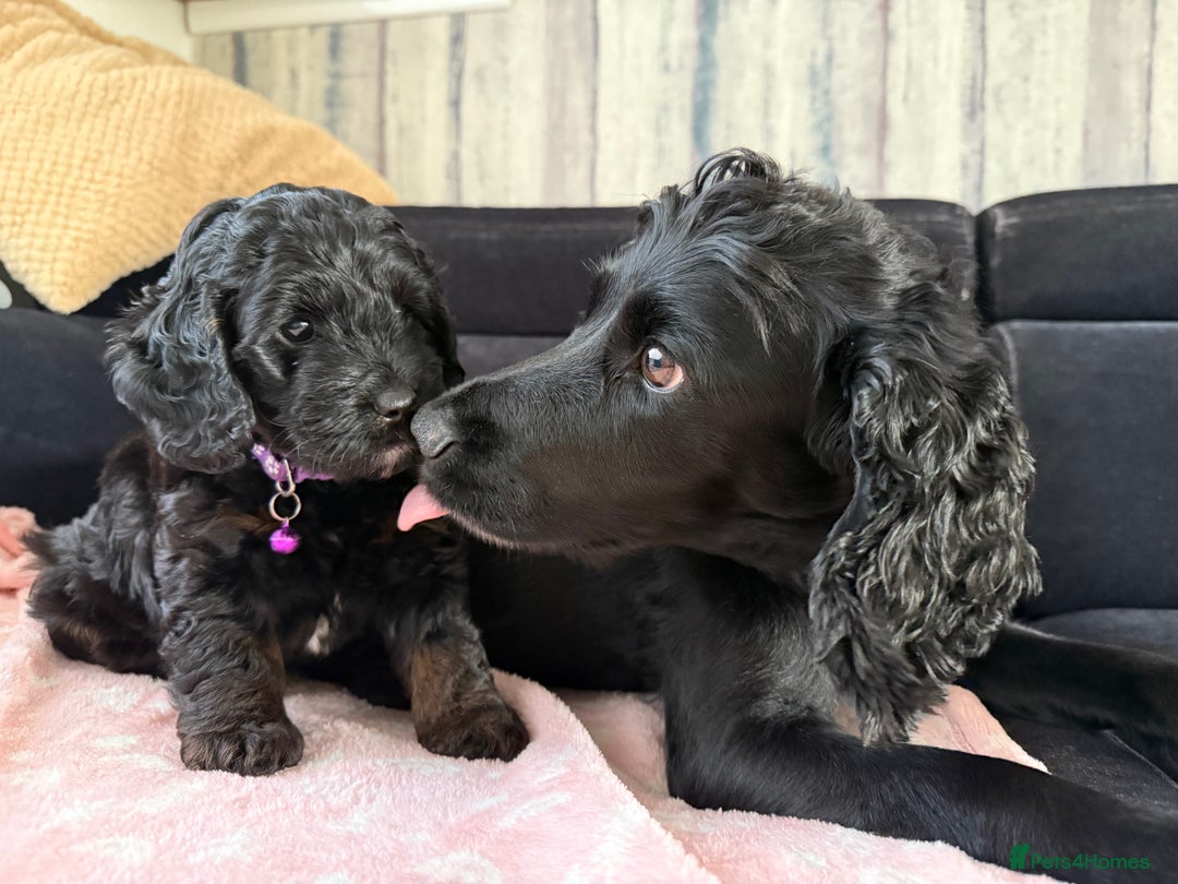 Cockapoo dogs for sale: Cockapoo Female Puppy - Ready to leave in 1 week - Image 4
