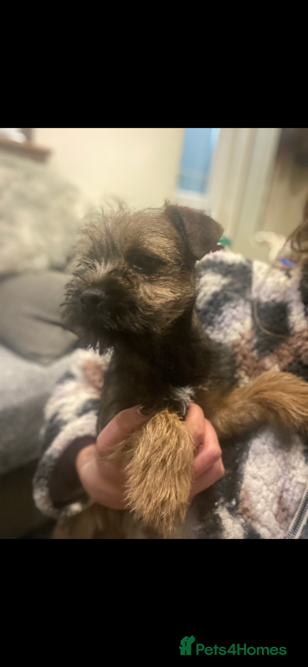 Border Terrier dogs for sale: Border Terrier Boy Puppy  - Advert 4
