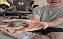 Gerbil rodents for sale: Gerbil - Image 3