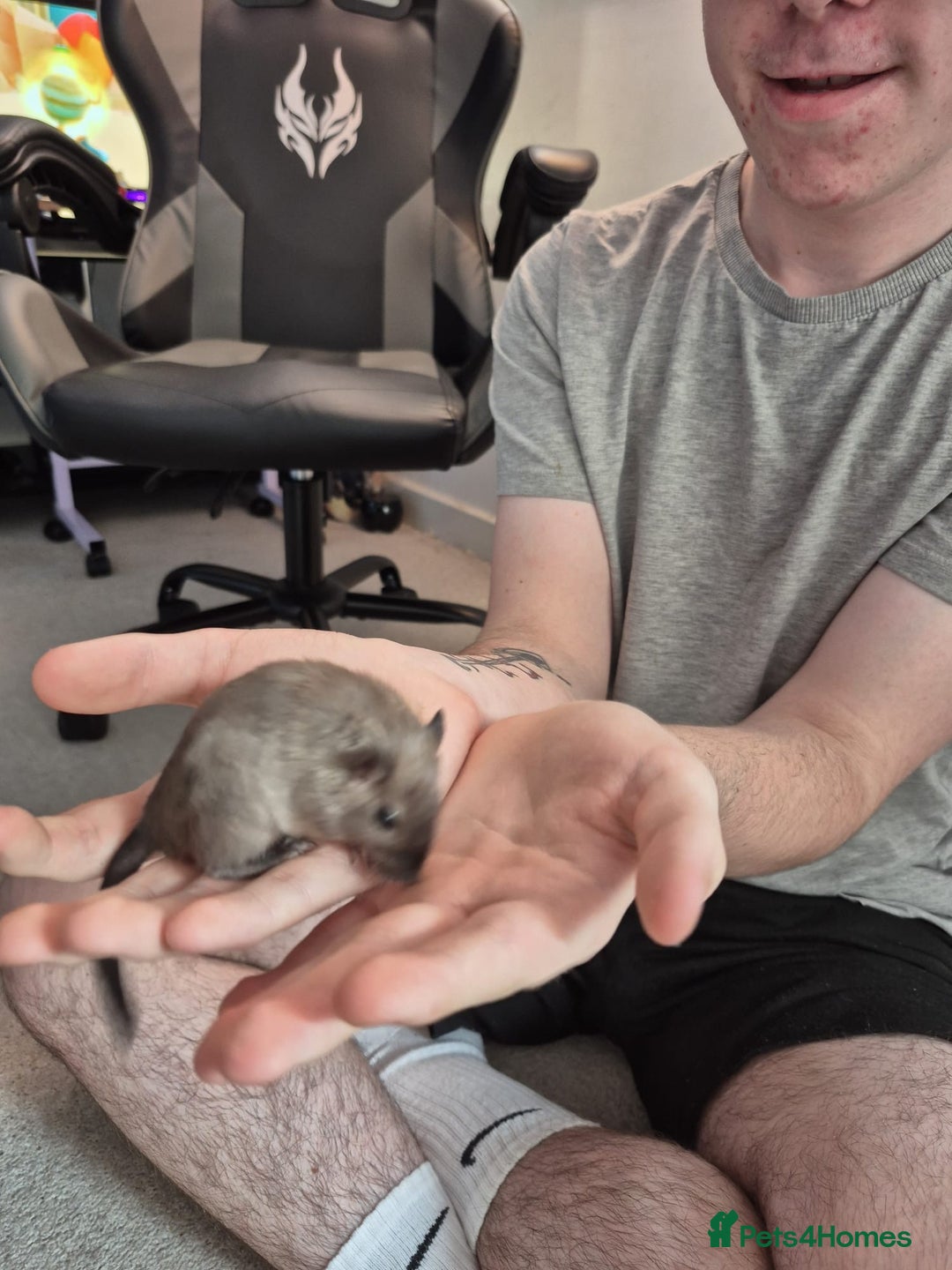 Gerbil rodents for sale: Gerbil - Image 3