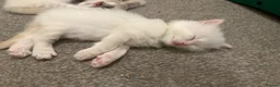 Ragdoll cats for sale: Ragdolls available - Advert 9