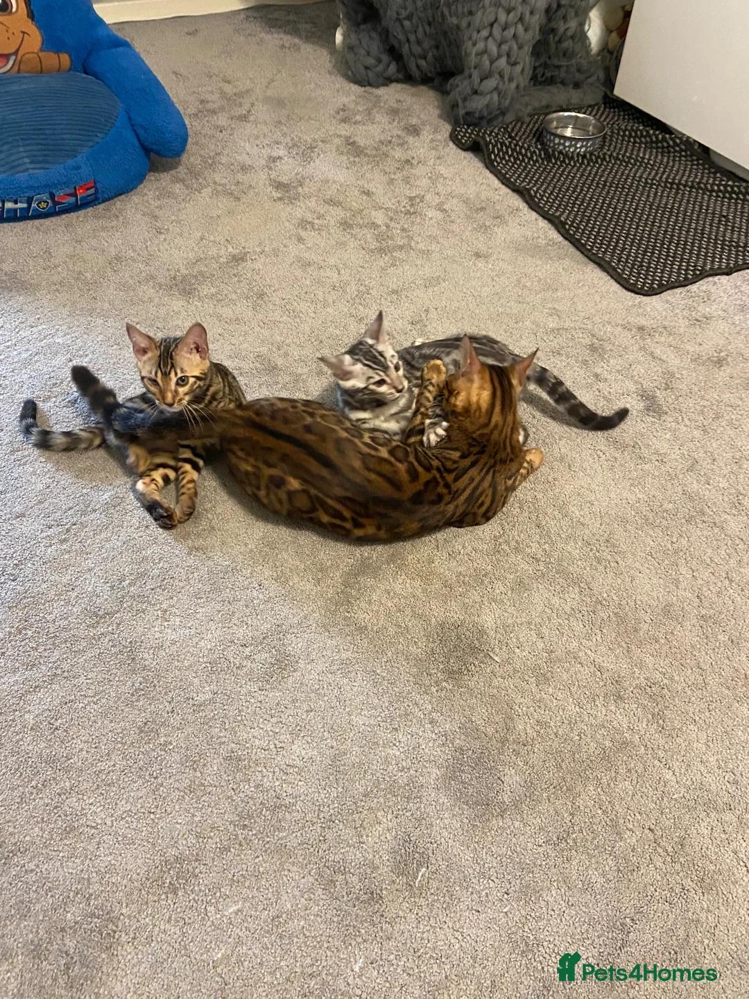 Bengal cats for sale: 🐾 BEAUTIFUL TICA REGISTERED BENGAL  – READY NOW  - Advert 2