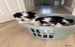 Biewer Terrier dogs for sale: ✨ Beautiful Biewer x Biro Terrier Puppies✨   - Image 7
