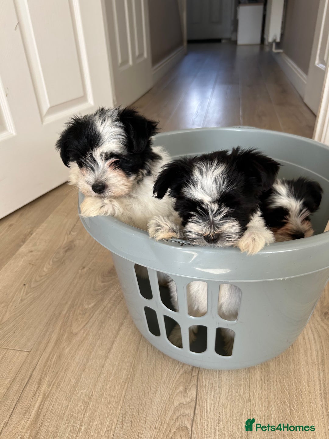 Biewer Terrier dogs for sale: ✨ Beautiful Biewer x Biro Terrier Puppies✨   - Image 7