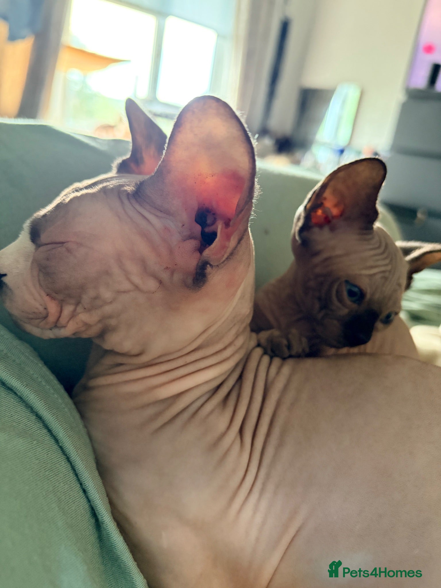 Sphynx cats Gorgeous Sphynx kittens - Advert 10