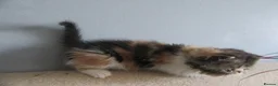Exotic cats for sale: Lovely exotic kittens - Advert 4