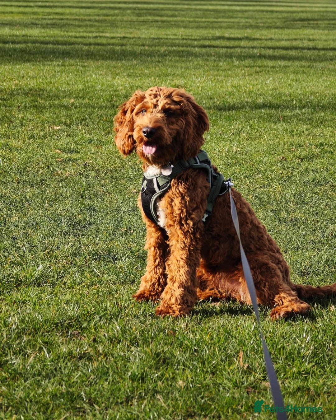 Cockapoo dogs for sale: F1 Toy Cockapoo’s in richest red ❤️ - Image 26