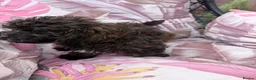 Shihpoo dogs for sale: 3 ShihPoo Boys  - Advert 9