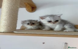 Scottish Fold cats for sale: Two Cute Scottish Fold Kittens - Image 5