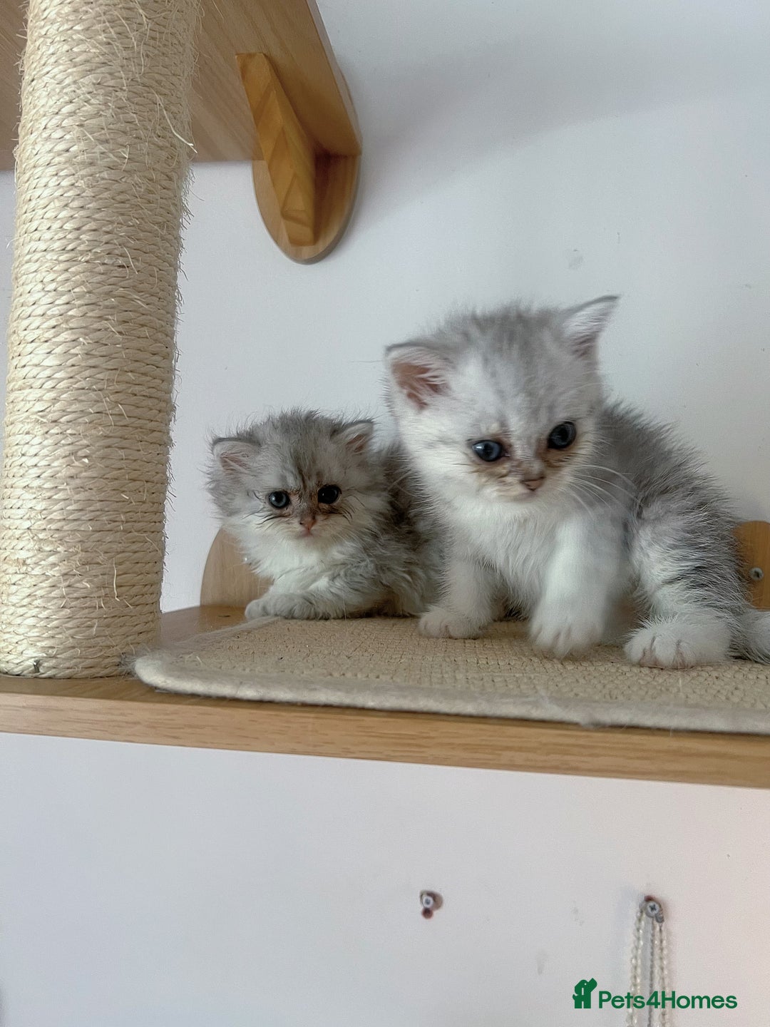 Scottish Fold cats for sale: Two Cute Scottish Fold Kittens - Image 5