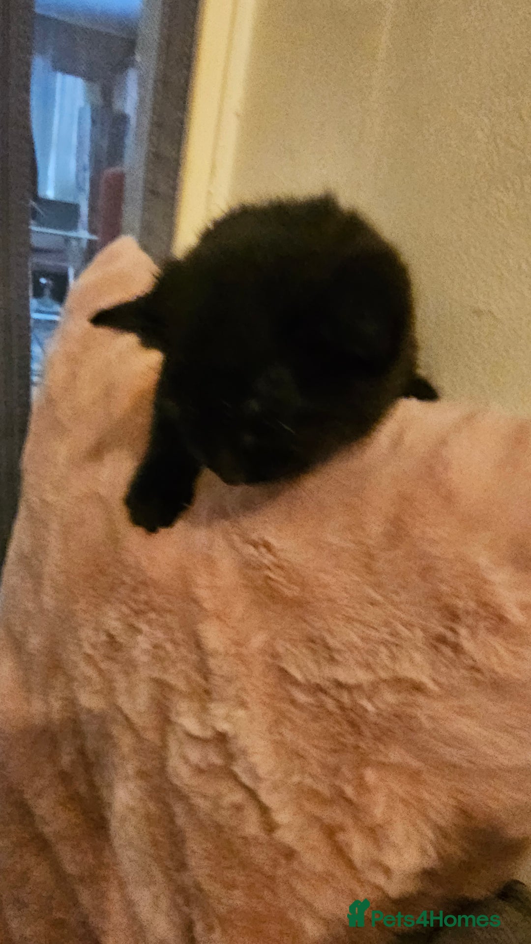 Bombay cats for sale: Selling 3 friendly kitten 😸 ♥️  - Advert 4