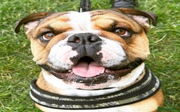 English Bulldog dogs for stud: Blungle needs to be a daddy  - Image 8