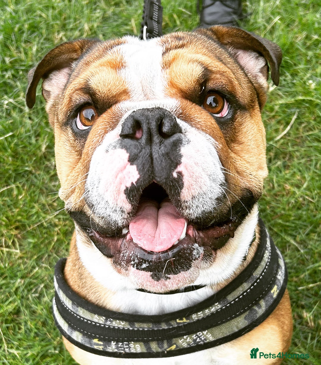 English Bulldog dogs for stud: Blungle needs to be a daddy  - Image 8