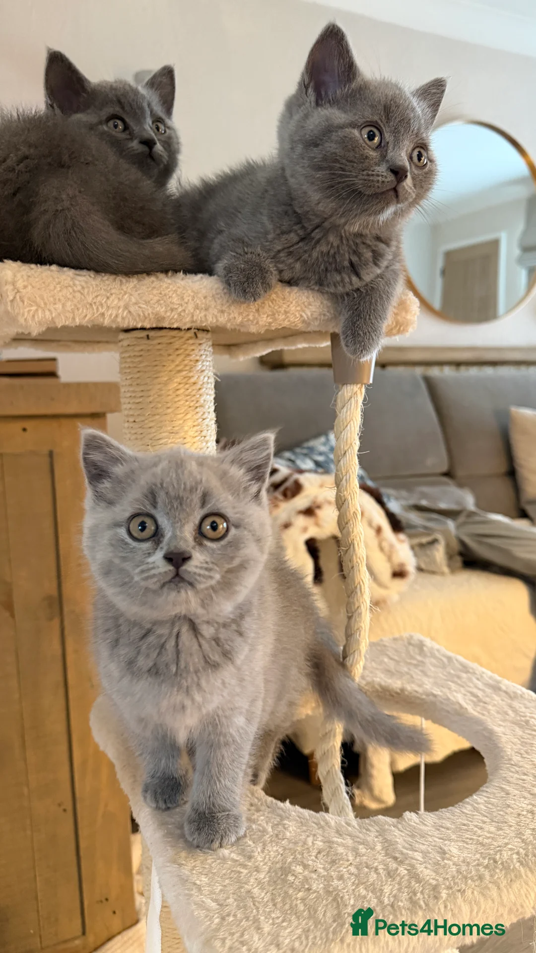 British Shorthair cats for sale: British Shorthair  - Advert 9