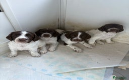 Sprocker dogs for sale: Sprocker spaniel puppies - Image 1