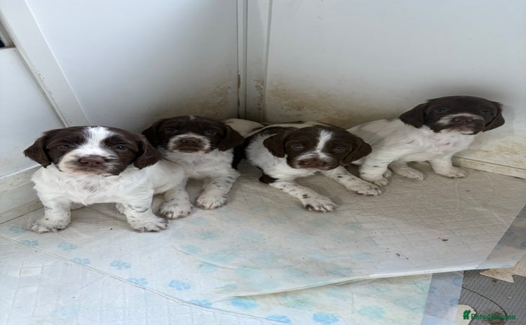 Sprocker dogs - Advert 8