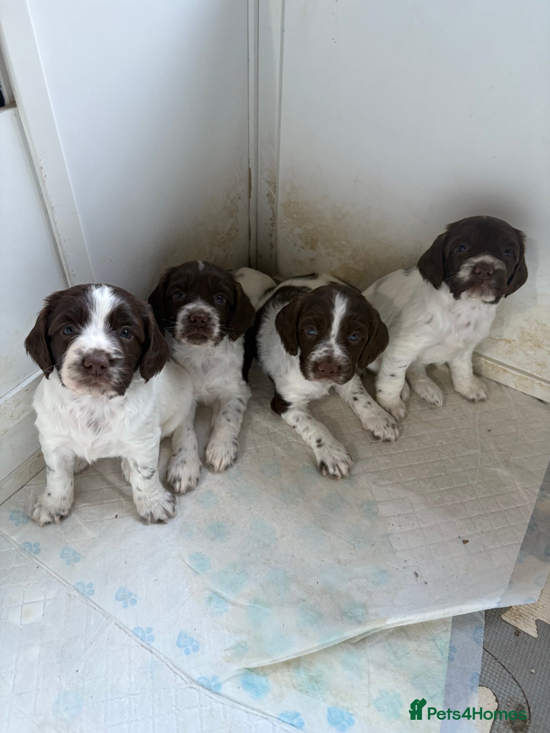 Sprocker dogs for sale: Sprocker spaniel puppies - Image 1