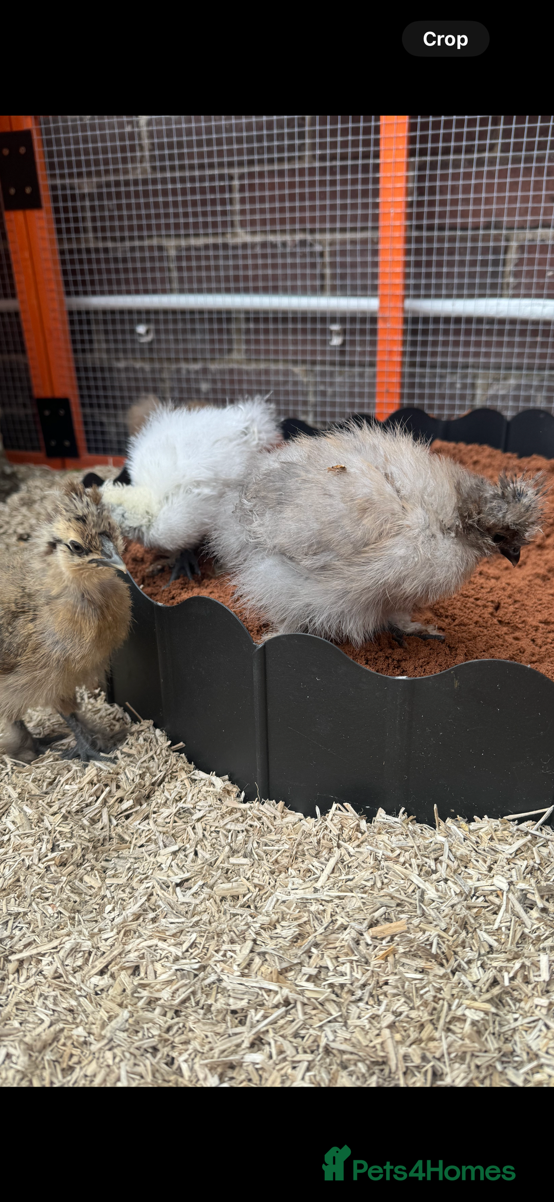 Chickens poultry for sale: Silkie chicks  - Image 2
