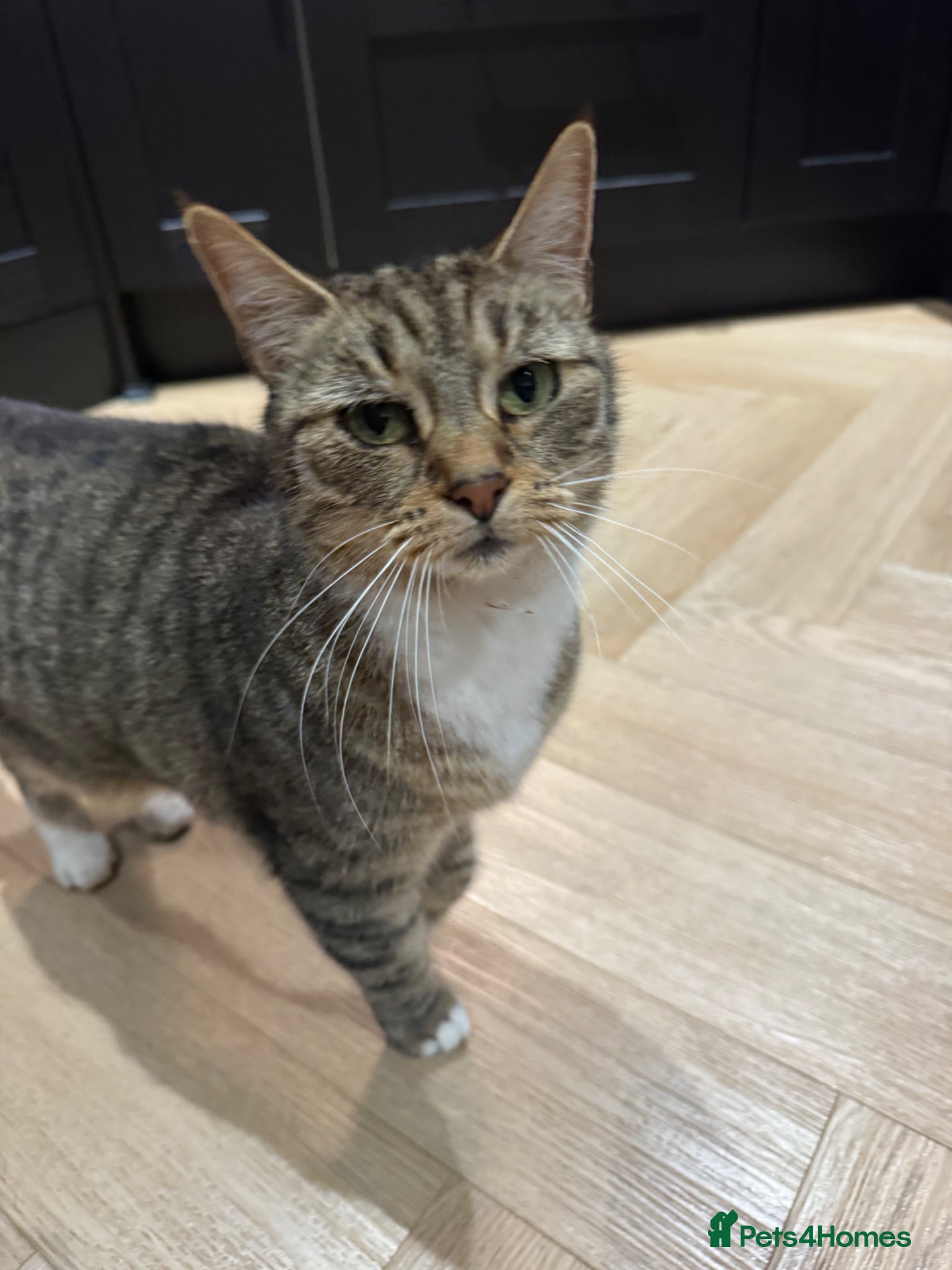 Mixed Breed cats Gorgeous tabby cat - Advert 2