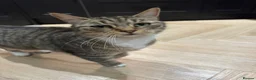 Mixed Breed cats for sale: Gorgeous tabby cat - Advert 1