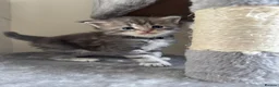 Maine Coon cats for sale: Stunning litter of 7 Maine coons!  - Advert 16