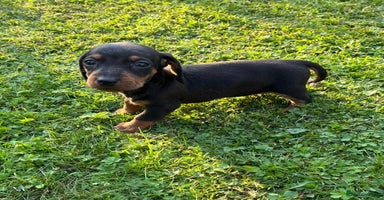 Dachshund dogs - Advert 7