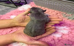 Whippet dogs for sale: Whippet , blue and blue and white puppies for sale - Image 8