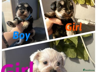 Miniature Schnauzer dogs Miniature schnauzer puppies - Advert 3