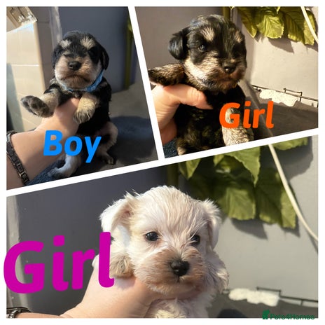 Miniature Schnauzer dogs Miniature schnauzer puppies - Advert 2