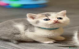British Shorthair cats for sale: BSH tri- colour golden/blue/white kittens TICA - Image 10