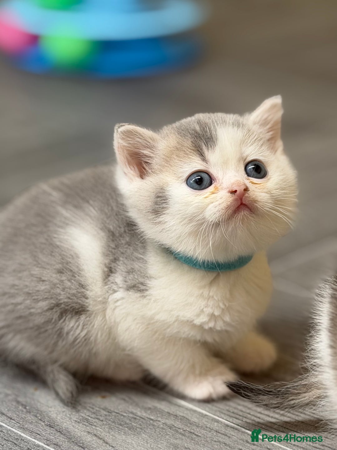 British Shorthair cats for sale: BSH tri- colour golden/blue/white kittens TICA - Image 10