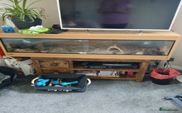 Python Snake reptiles for sale: Ball python for sale - Image 4