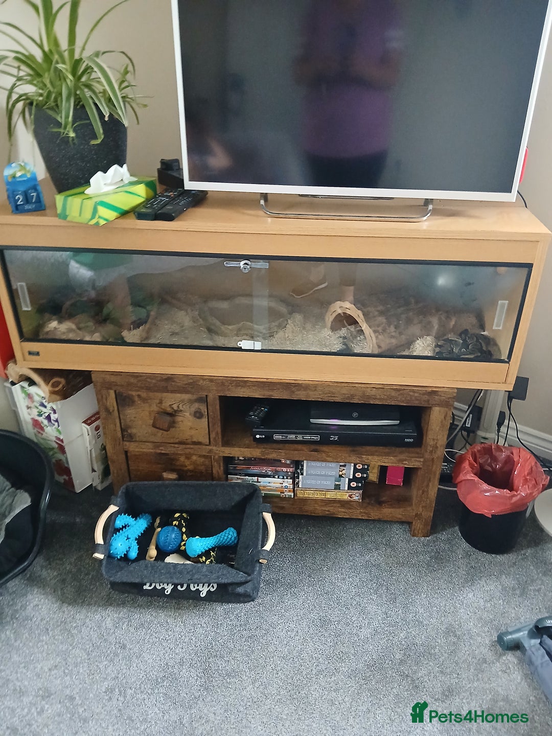 Python Snake reptiles for sale: Ball python for sale - Image 4
