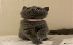 British Shorthair cats for sale: Ready to go  - Image 3