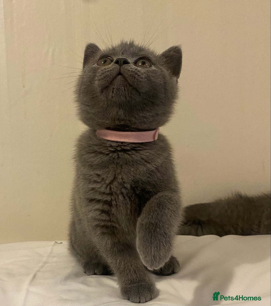 British Shorthair cats for sale: Ready to go  - Image 3