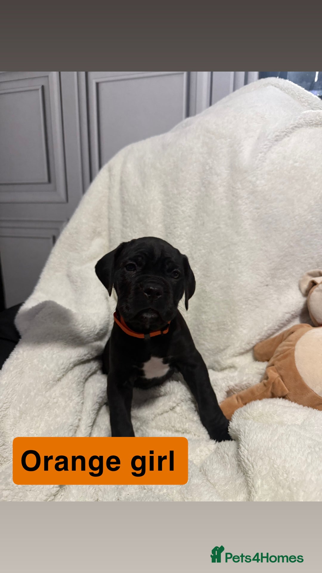 Cane Corso dogs for sale: 12 beautiful cane corso puppies 🐾 - Advert 23