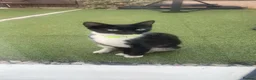 Domestic Shorthair cats for sale: Gentle and affectionate green-eyed female kitten  - Advert 2