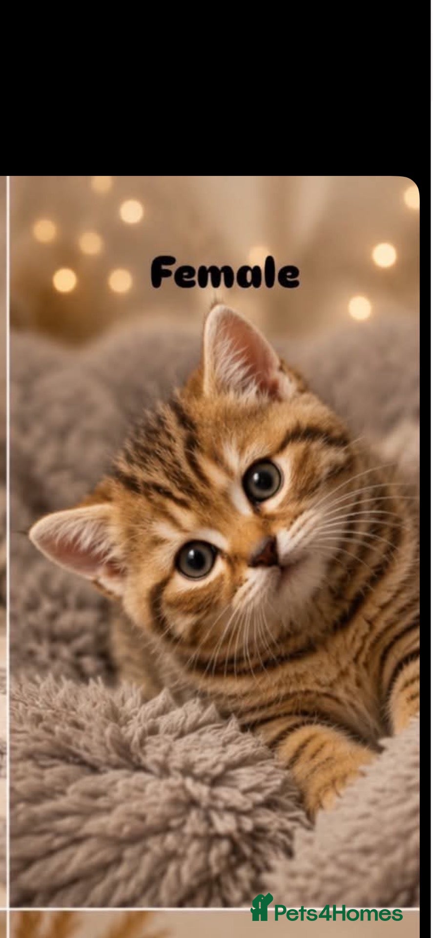 British Shorthair cats Kitten ,British shot hair  - Advert 1