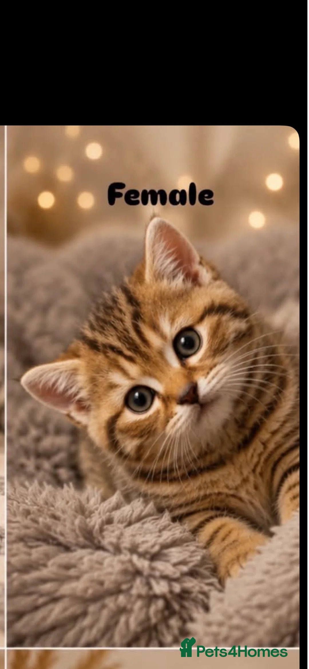 British Shorthair cats for sale: Kitten ,British shot hair  - Advert 1