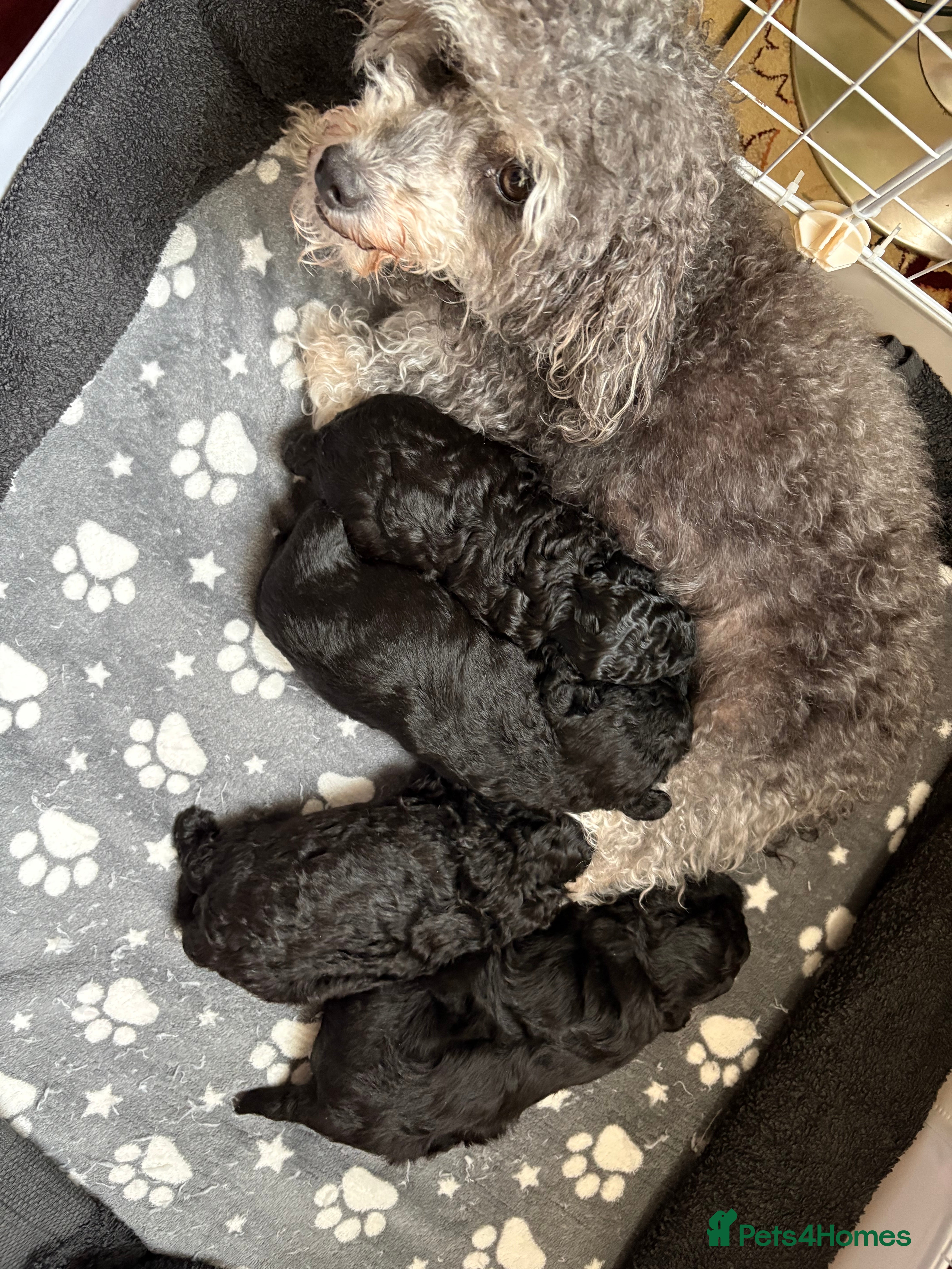 Jackapoo dogs F1b Miniature Poodle × Jackapoo (¾ Poodle) Puppies - Advert 13