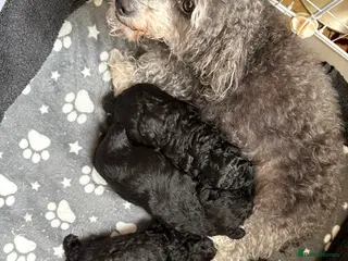 Jackapoo dogs F1b Miniature Poodle × Jackapoo (¾ Poodle) Puppies - Advert 13