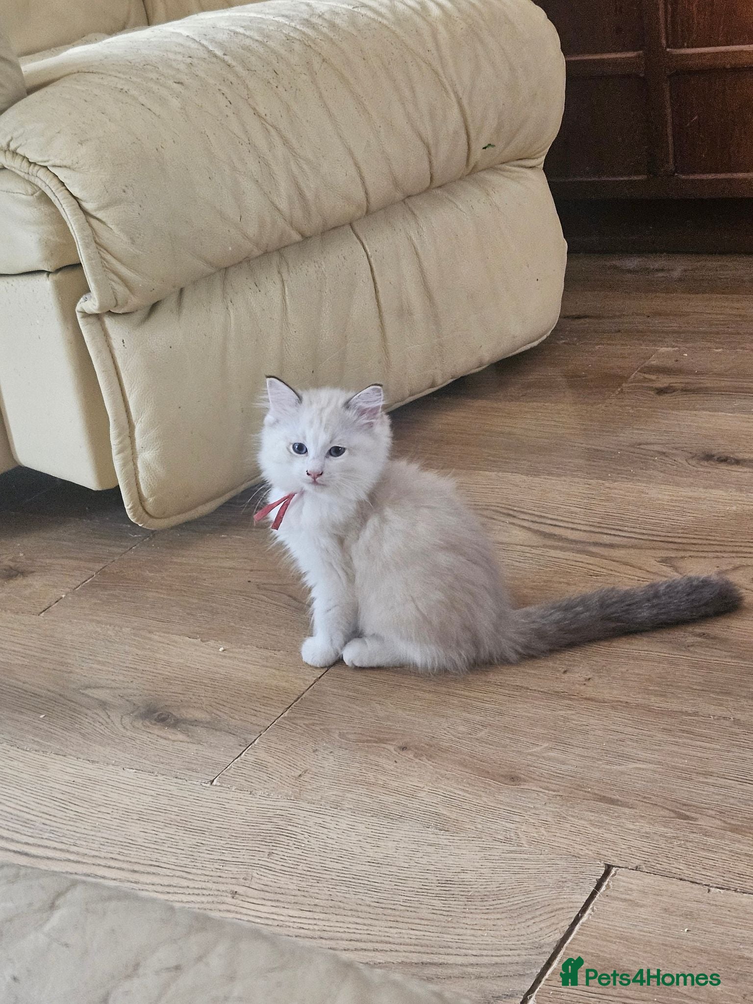 Ragdoll cats Beautiful Ragdoll kittens - Advert 1