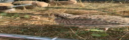 Quail poultry for sale: Baby quail ready for new home in Wells - Advert 3