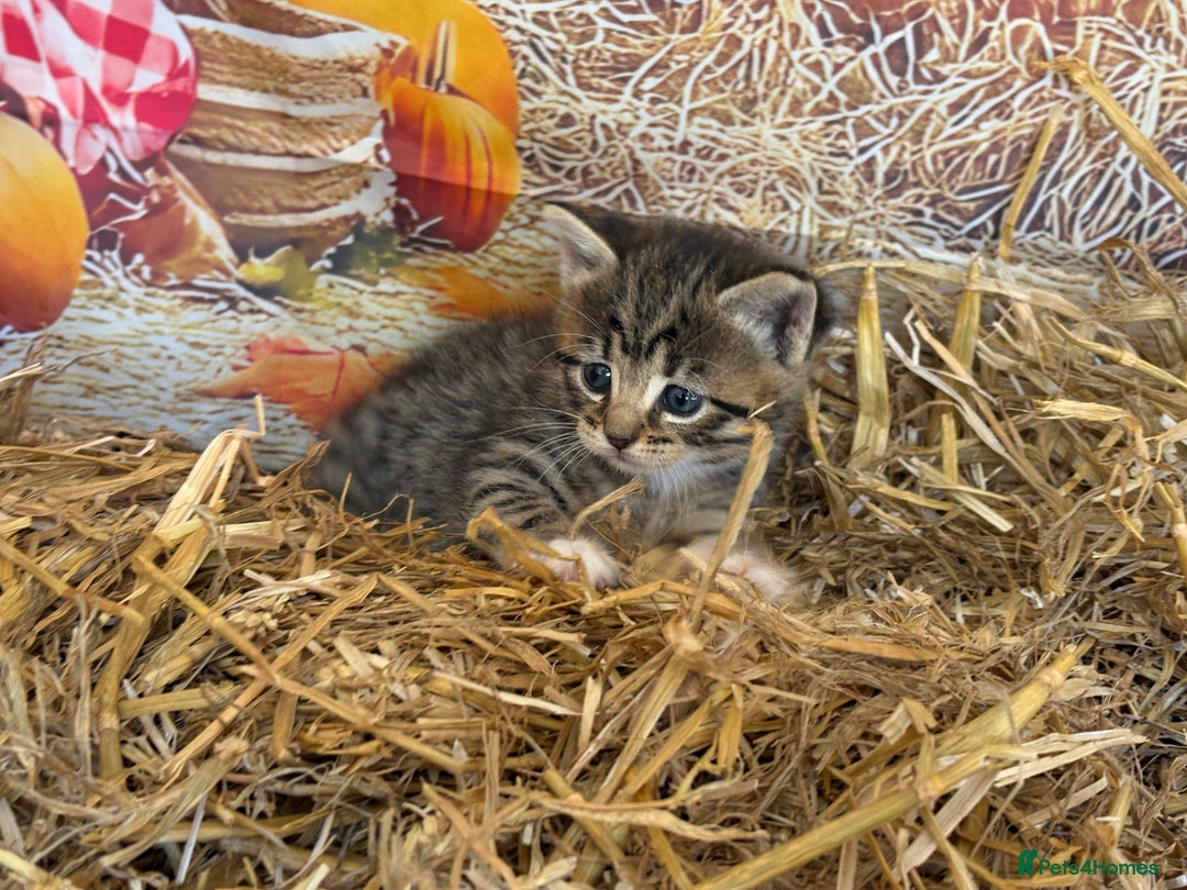 Mixed Breed cats for sale: Ragdoll x Bengal Exquisite Unique kittens - Image 17