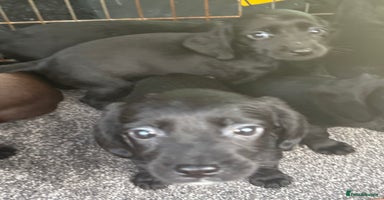 Cockerdor dogs - Advert 8